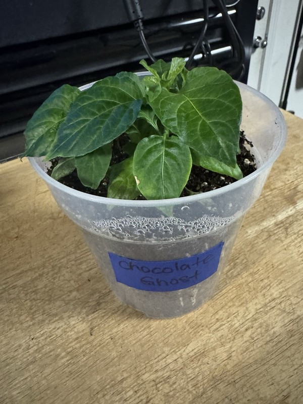 All Varieties!! 5 Pepper Plants!! 1 Type Per Container!! Ready To Ship!! gallery