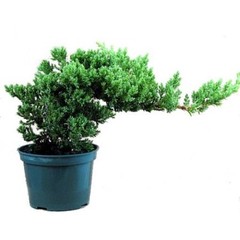 Japanese Juniper