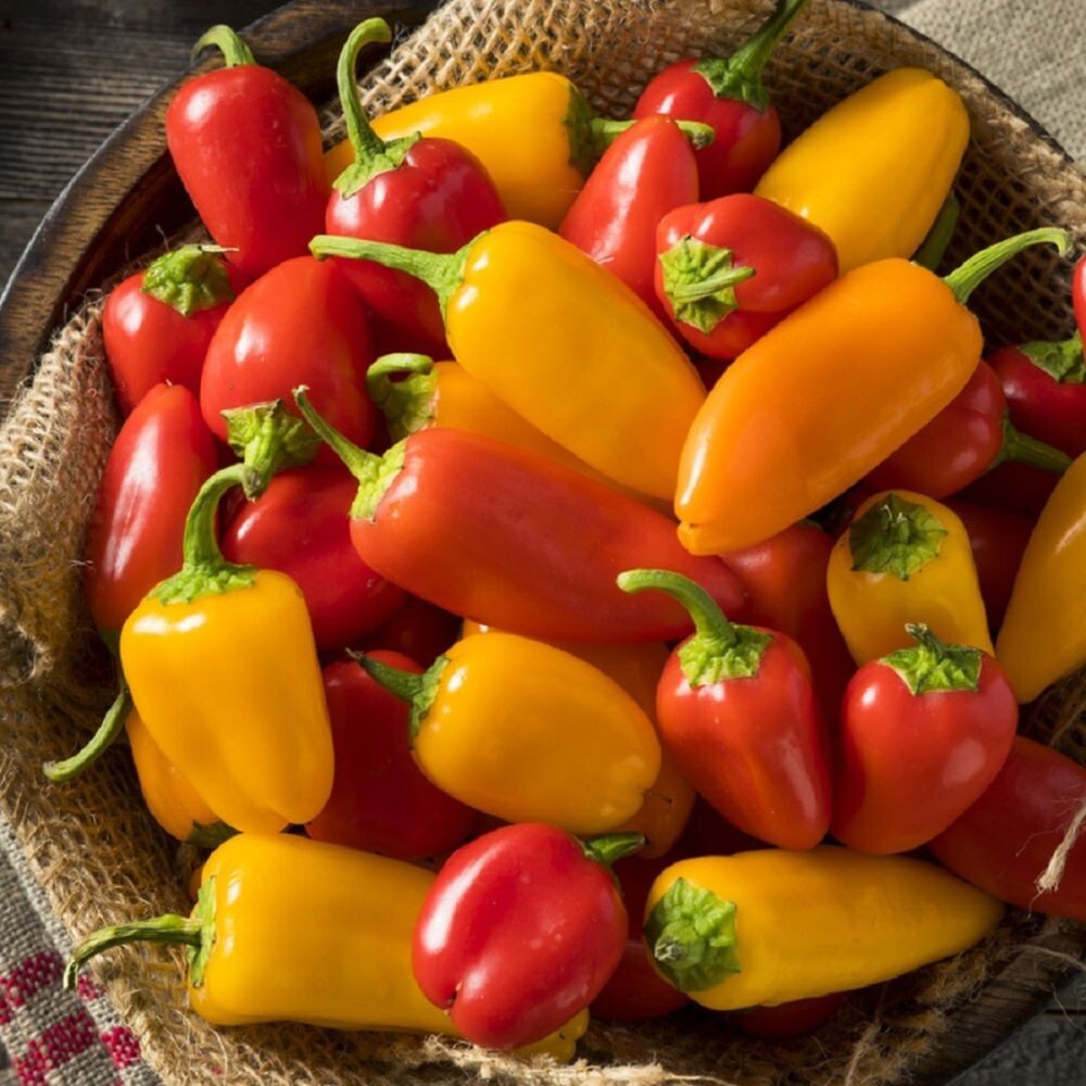 Mini Bell Pepper Seeds Mixed Colors, Non-GMO Grown Organically - Garden Seeds gallery
