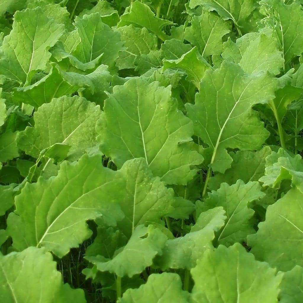 Turnip Seeds, Seven Top Turnip Seeds, "COOL BEANS N SPROUTS" Brand. Heirloom. gallery