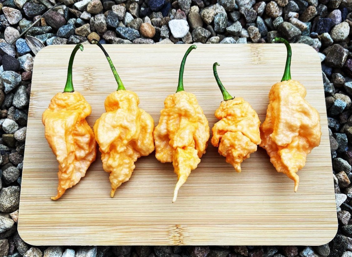 Jay's Peach Ghost Hot Pepper 10 Seeds Free Shipping! gallery