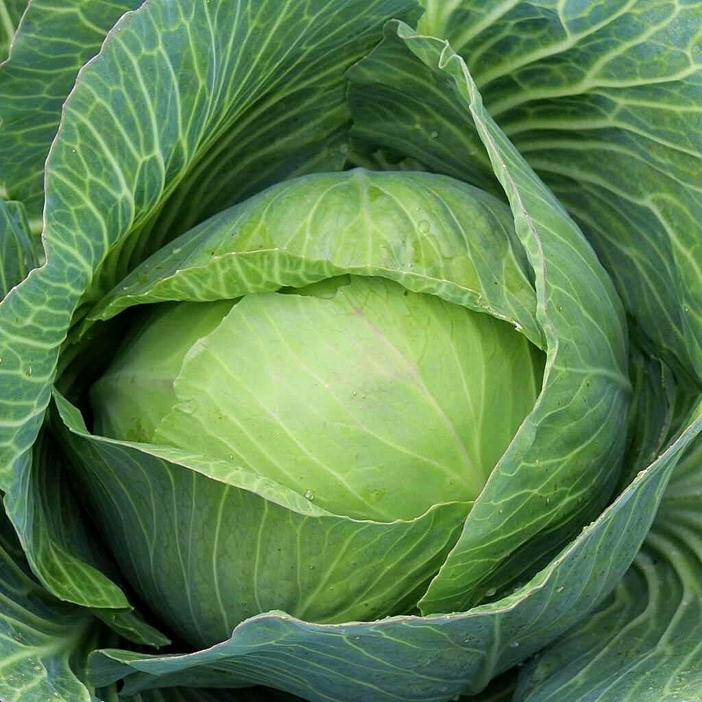 Golden Acre Cabbage Seeds, NON-GMO, Variety Sizes, FREE SHIPPING gallery