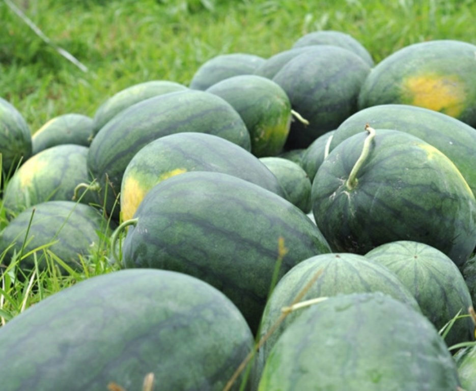Florida Giant Watermelon Seeds 15 Ct Fruit Melon Heirloom NON-GMO FREE SHIPPING gallery