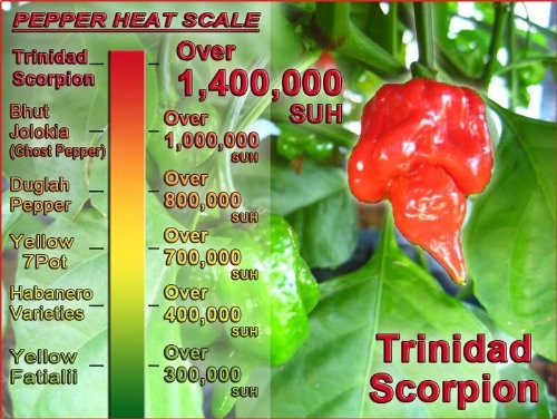 Red Scorpion Butch -T Pepper Dried Whole Pods by Magic Plant, 0.5 Oz, gallery