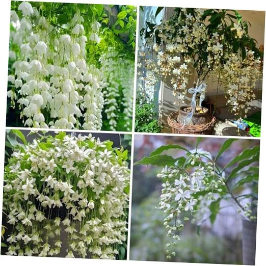 Climbing Weeping Jasmine Seeds for Planting, 100pcs Perennial Fragrant gallery