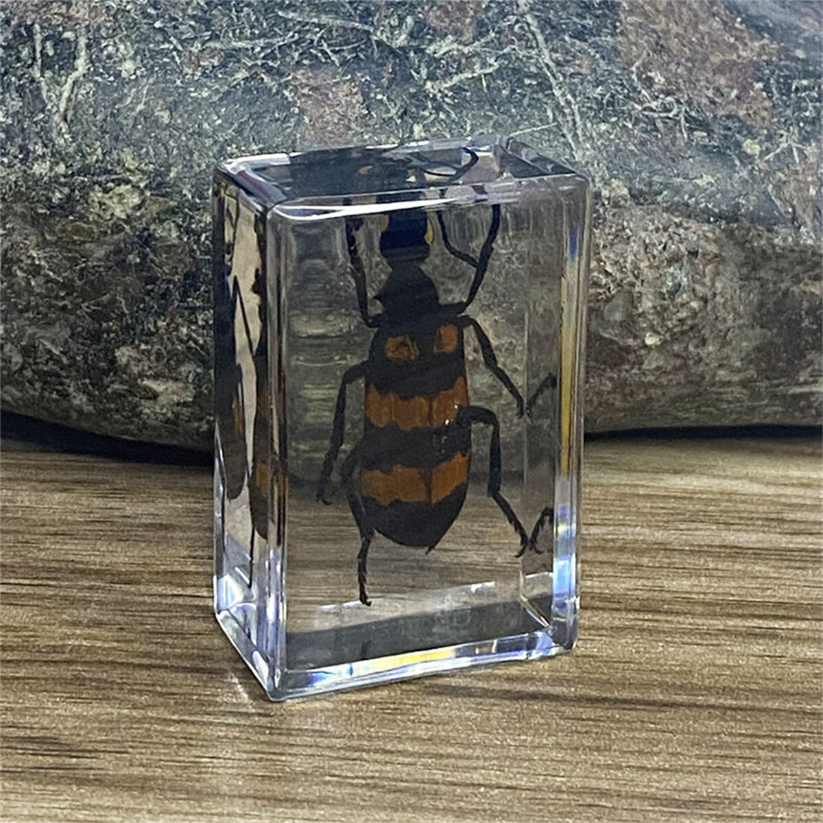 Insect In Resin Specimen Paperweight Spider Beetle Collection Science Education gallery