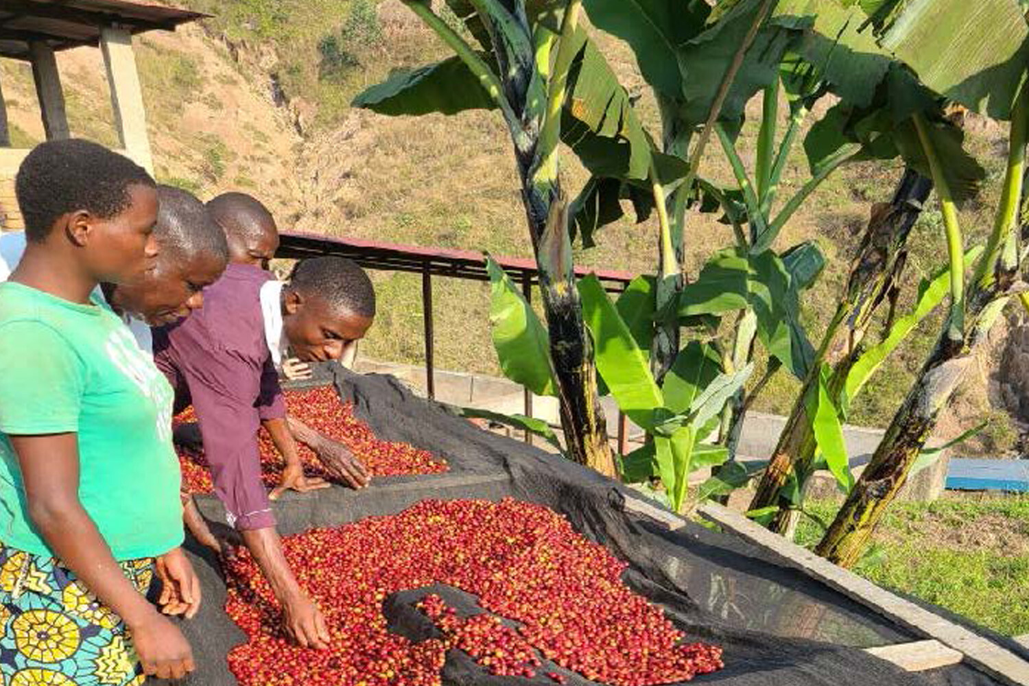 2lb/40lb - Burundi - African Coffee – Premium Unroasted Green Coffee Beans gallery