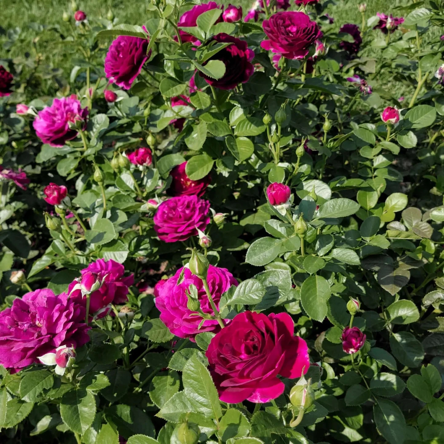SUPER RARE Twilight Zone Rose - 3 cuttings for rooting or grafting gallery