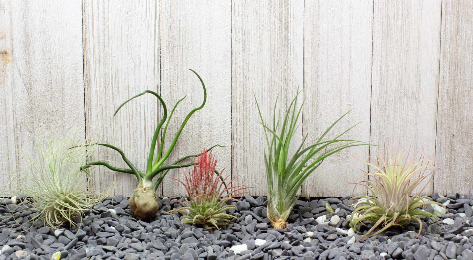 5 Pack Assorted Live Tillandsia Air Plants - Low Maintenance - Exotic Variety gallery
