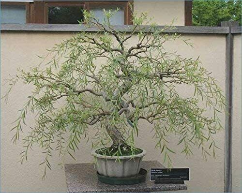 Bonsai Dragon Weeping Willow Tree - Thick Trunk Cutting gallery