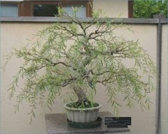 Bonsai Dragon Weeping Willow Tree – Thick Trunk Cutting