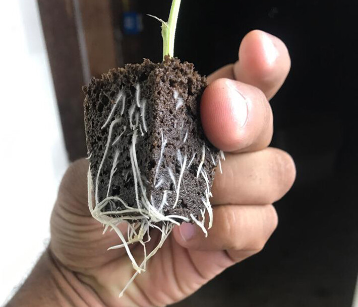 (PICK QTY) Propagation Seedling Clone Cubes ROOT RIOT RAPIDROOT GH 420 INDOOR gallery