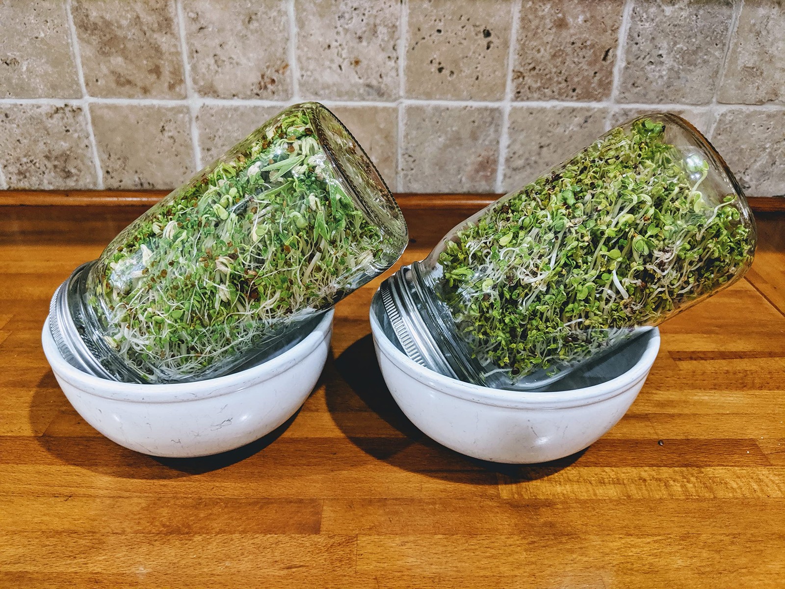 Sprouting Jar Kit Variety Pack NonGMO Seeds 5 Pack 32oz Broccoli Alfalfa gallery