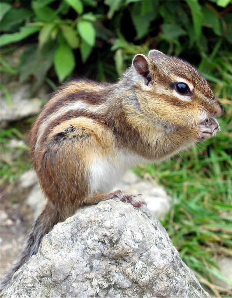 SIBERIAN CHIPMUNK GLOSSY POSTER PICTURE BANNER PRINT PHOTO rodent 7895 gallery