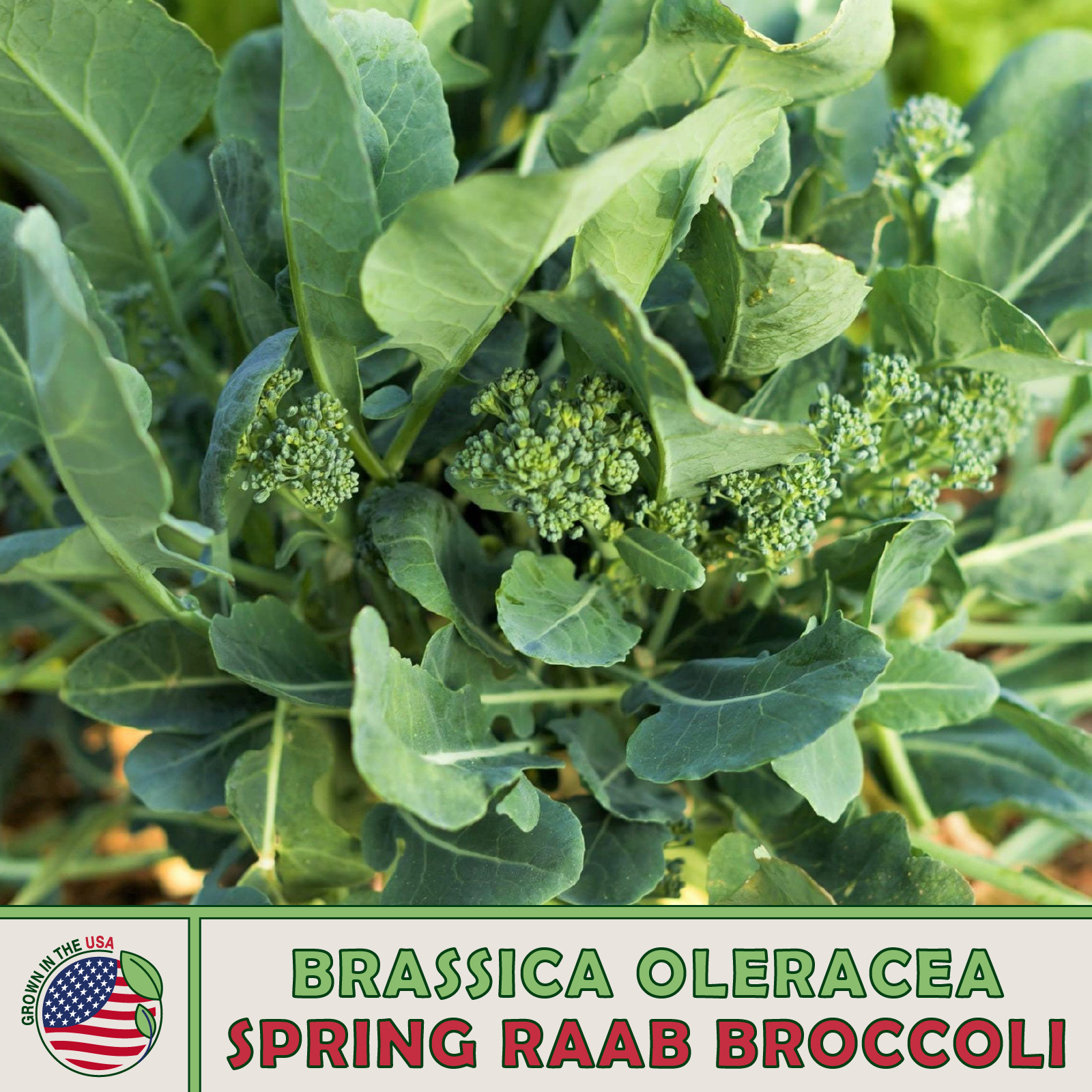 100 Spring Raab Broccoli Seeds, Brassica oleracea, Rapini, Genuine USA gallery
