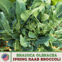 100 Spring Raab Broccoli Seeds, Brassica oleracea, Rapini, Genuine USA