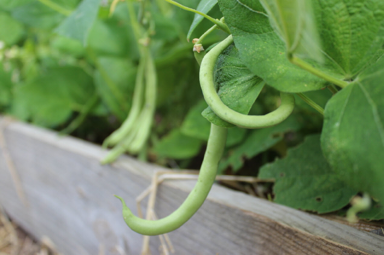 Contender Bush Green Bean Seeds, NON-GMO, Early Harvest, Stringless, FREE SHIP gallery