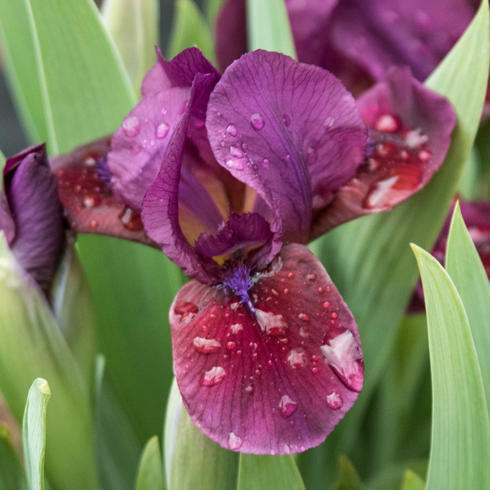 **CANDY APPLE* Dwarf Bearded Iris. Pre-Order, Fresh Dig, Combined Ship: Aug/Sep gallery