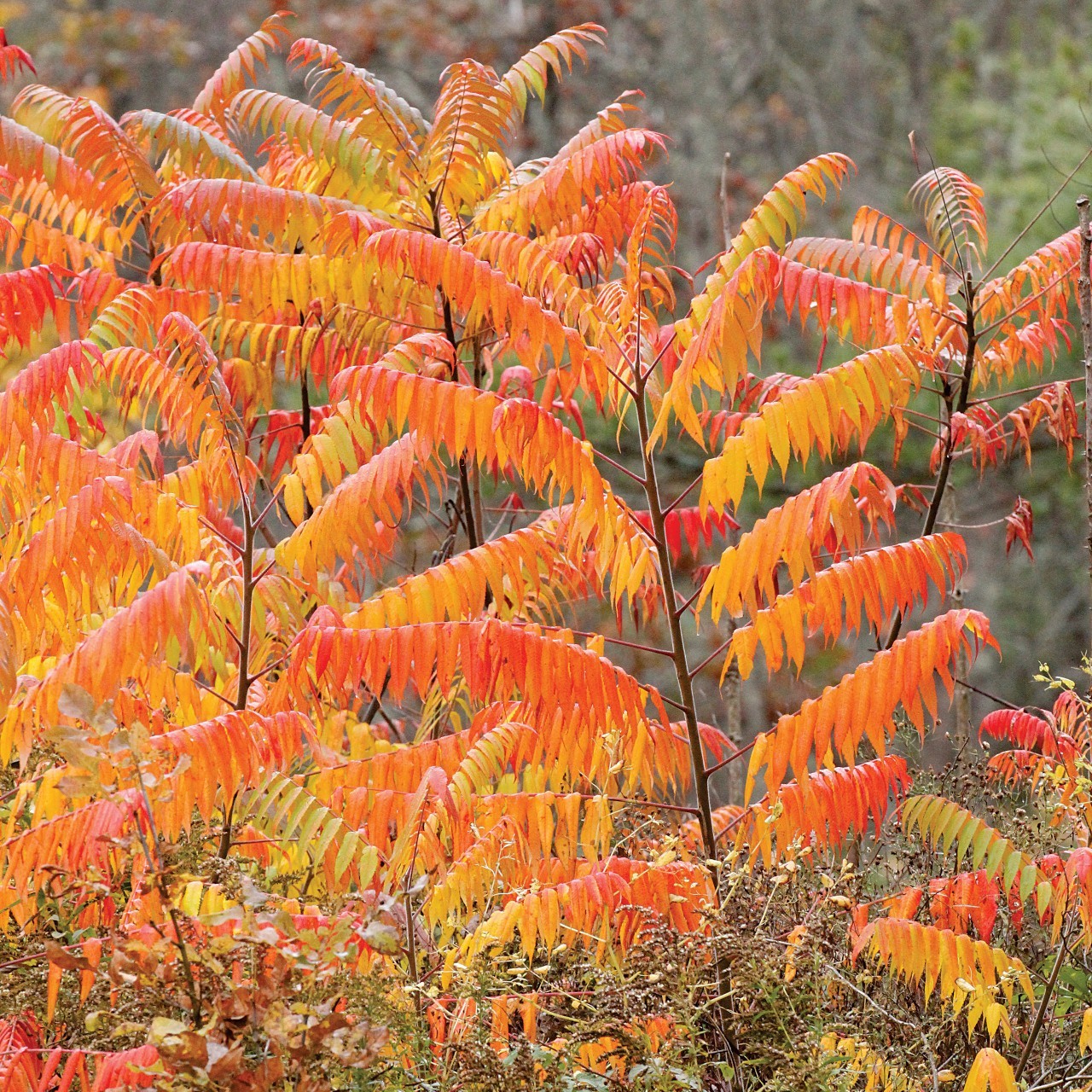 1 Smooth Sumac Tree 12-24" Bare Root Rhus glabra gallery