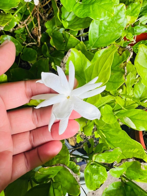Jasmine Plant Jasminum Starter Evergreen Shrub Jasminum Climbing Garden Outdoor gallery