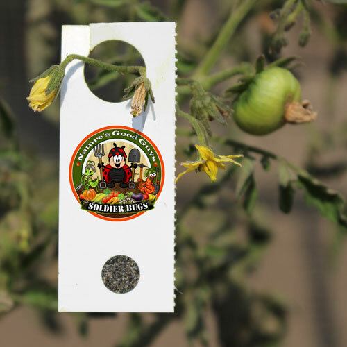 NaturesGoodGuys Encarsia formosa Whitefly Control Beneficial Insect gallery