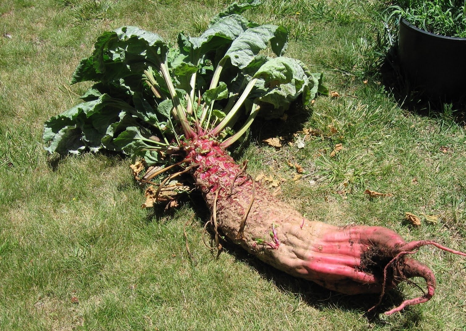 Mammoth Red Mangle beet 25-3200 Seeds Giant up to 25 POUNDS! Heirloom non-GMO gallery