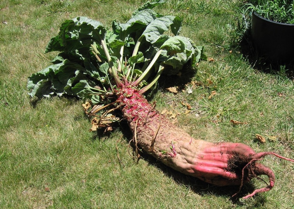 Mammoth Red Mangle beet 25-3200 Seeds Giant up to 25 POUNDS! Heirloom non-GMO