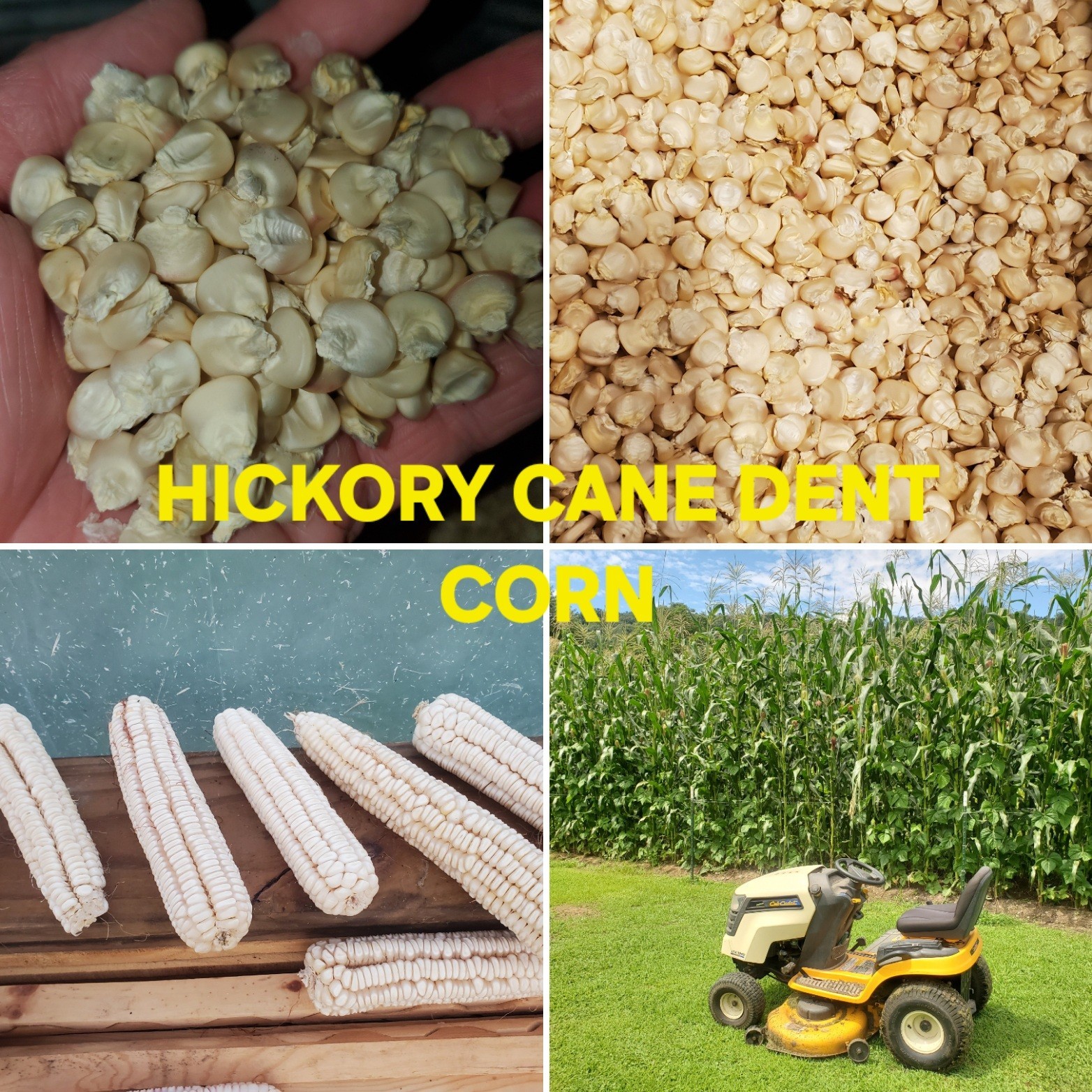 1/2 Pound + Hickory Cane Dent Corn Seed gallery