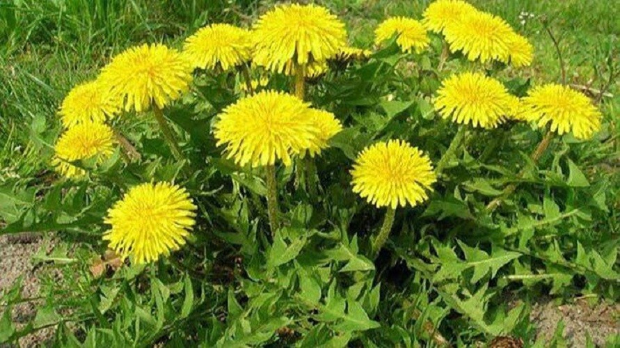 500 PCS Fresh Cichorium Endivia Seeds Broadleaf Batavian Vegetable Seed gallery