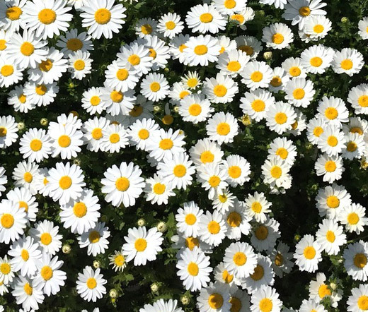 CREEPING DAISY GROUND COVER Chrysanthemum Paludosum - 5,500 Bulk Seeds gallery