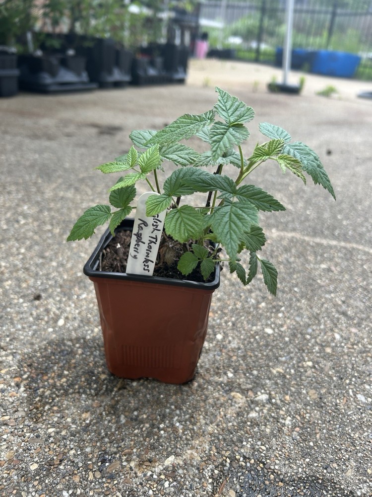 English Thornless Raspberry -Floricane -1 TC Plant/Plug - 4-8 in -Edible Fruit!