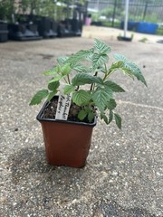 English Thornless Raspberry -Floricane -1 TC Plant/Plug – 4-8 in -Edible Fruit!
