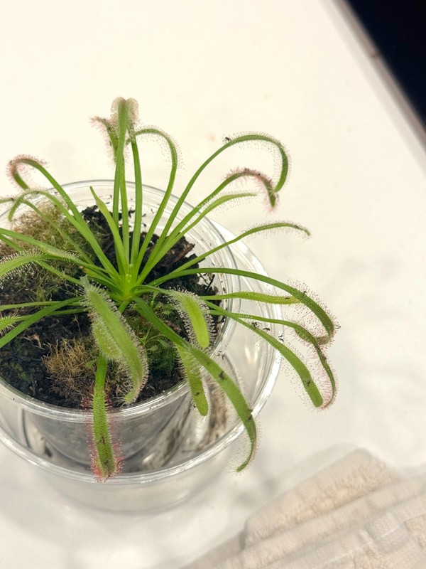 Medium (3-4in) Carnivorous Cape Sundew (Drosera capensis) gets rid of bugs! gallery