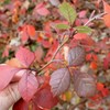 FRAGRANT LEMON SUMAC Rhus Aromatica - 20 SEEDS. FREE S&H gallery