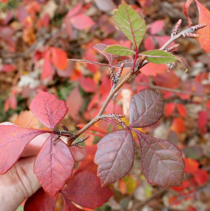 FRAGRANT LEMON SUMAC Rhus Aromatica - 20 SEEDS. FREE S&H gallery