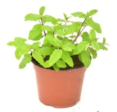 Spearmints, Chocolate Mints Live menthol Mints herb plant seed Peppermints 15