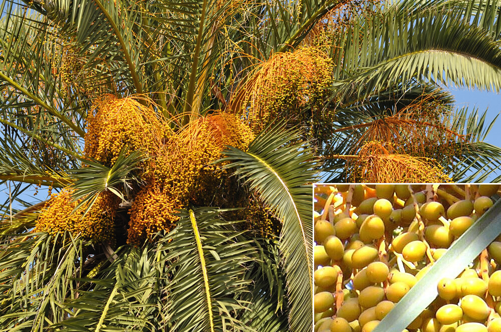Canary Island, Date / Pineapple Palm Tree, Phoenix Canariensis 7+ Yrs, 30+ Inchs gallery
