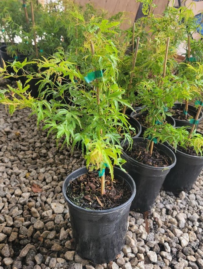 Kamagata Dwarf Japanese Maple Tree - Live Plant - ( 2.5 QT ) gallery
