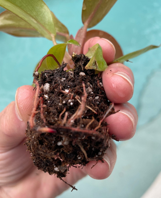 Philodendron Red Sun 3 Pack Starter Plants Live Rare Aroid Houseplant Gift gallery