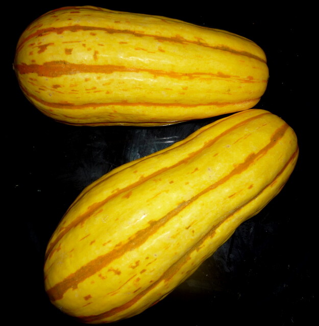 25+ GIANT DELICATA BOHEMIAN WINTER SQUASH SEEDS 1-2 LBS 5-10" ORGANICALLY GROWN! gallery