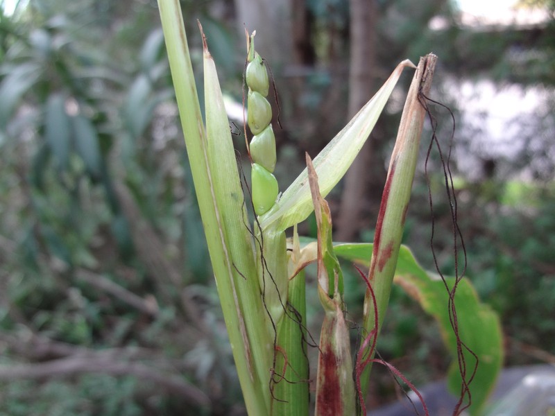 TEOSINTE Nitrogen-Fixing Corn Ancestor (Zea mays ssp. mex./parviglumis) SEEDS gallery