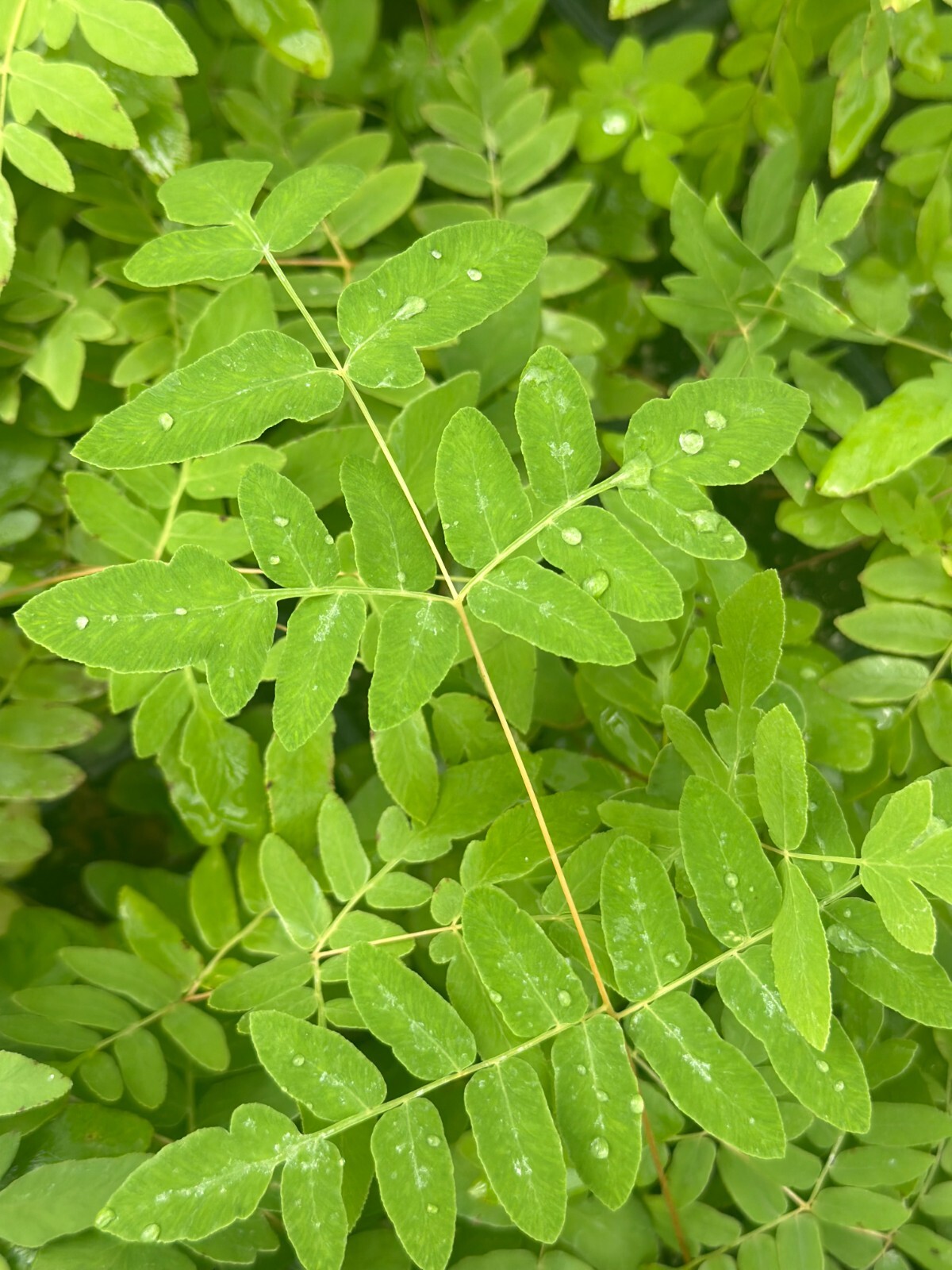 Royal Fern | Bare-root gallery