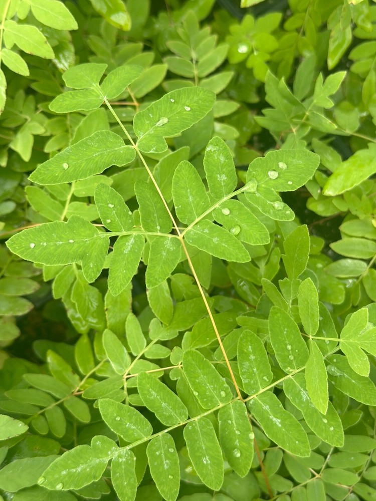 Royal Fern | Bare-root