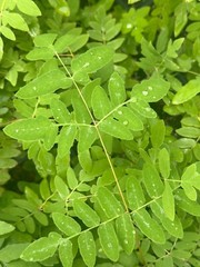 Royal Fern | Bare-root