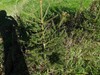 Ten (10) Fast Growing NORWAY SPRUCE 37"-48" Fresh dug 6 year Trees Wind Privacy gallery