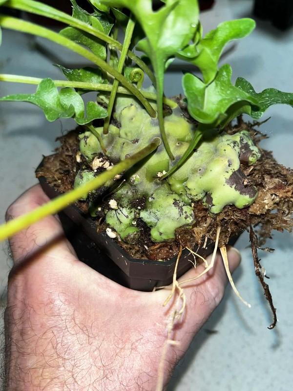 Lecanopteris luzonensus 4 inch pot Fully Rooted Rare gallery