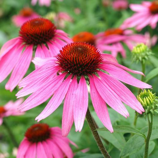 Landscaper's Pack PURPLE CONEFLOWER Echinacea Perennial Flower Non-GMO 500 Seeds gallery