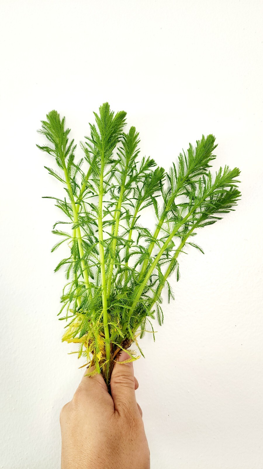 Live bunch Parrot's Feather Aquatic Surface Pond Plant - Buy 2 Get 1 Free gallery