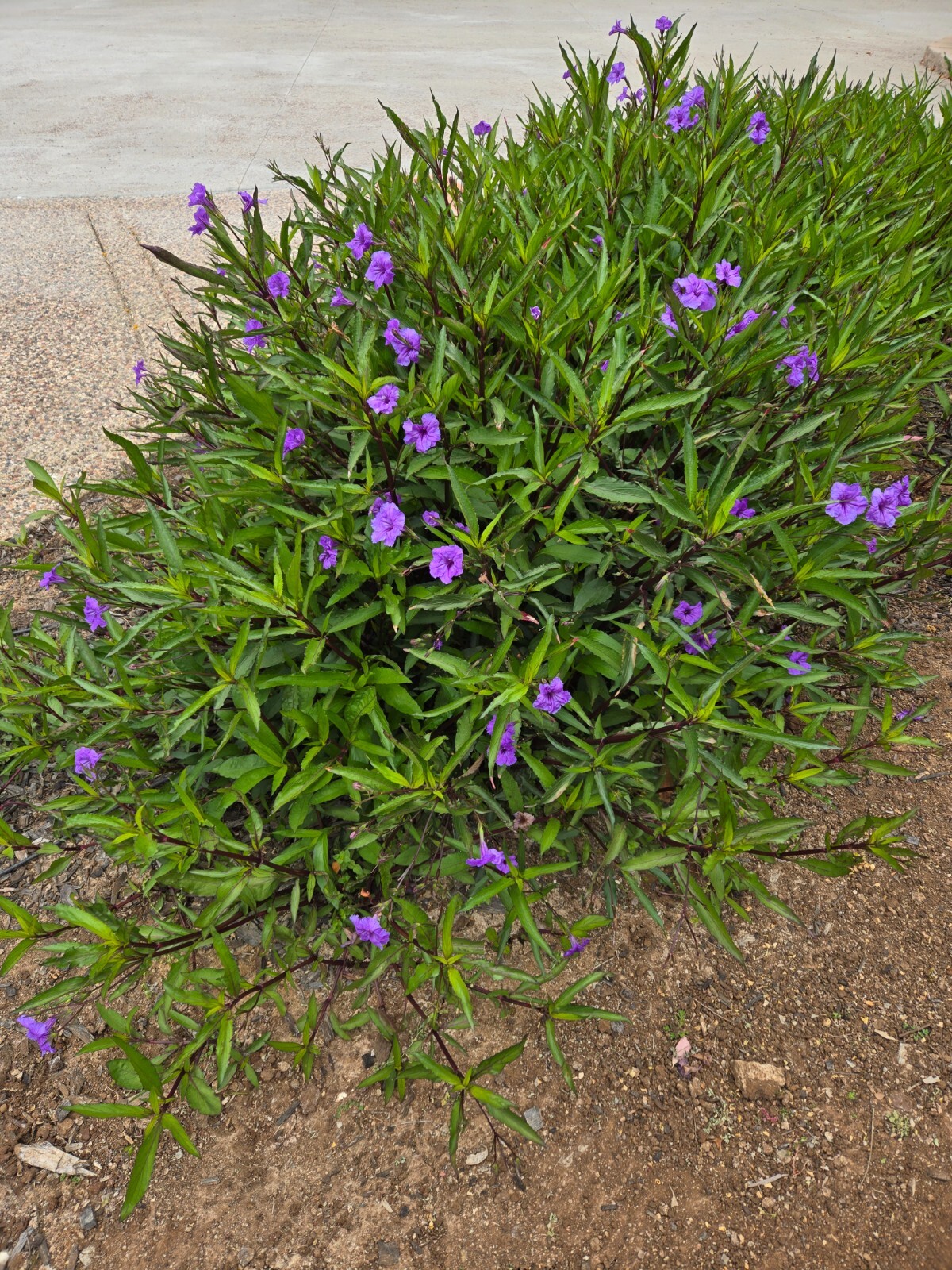 MEXICAN PETUNIA @$2EA for 10 Rooted Plants, Attracts Butterflies, Hummingbirds gallery