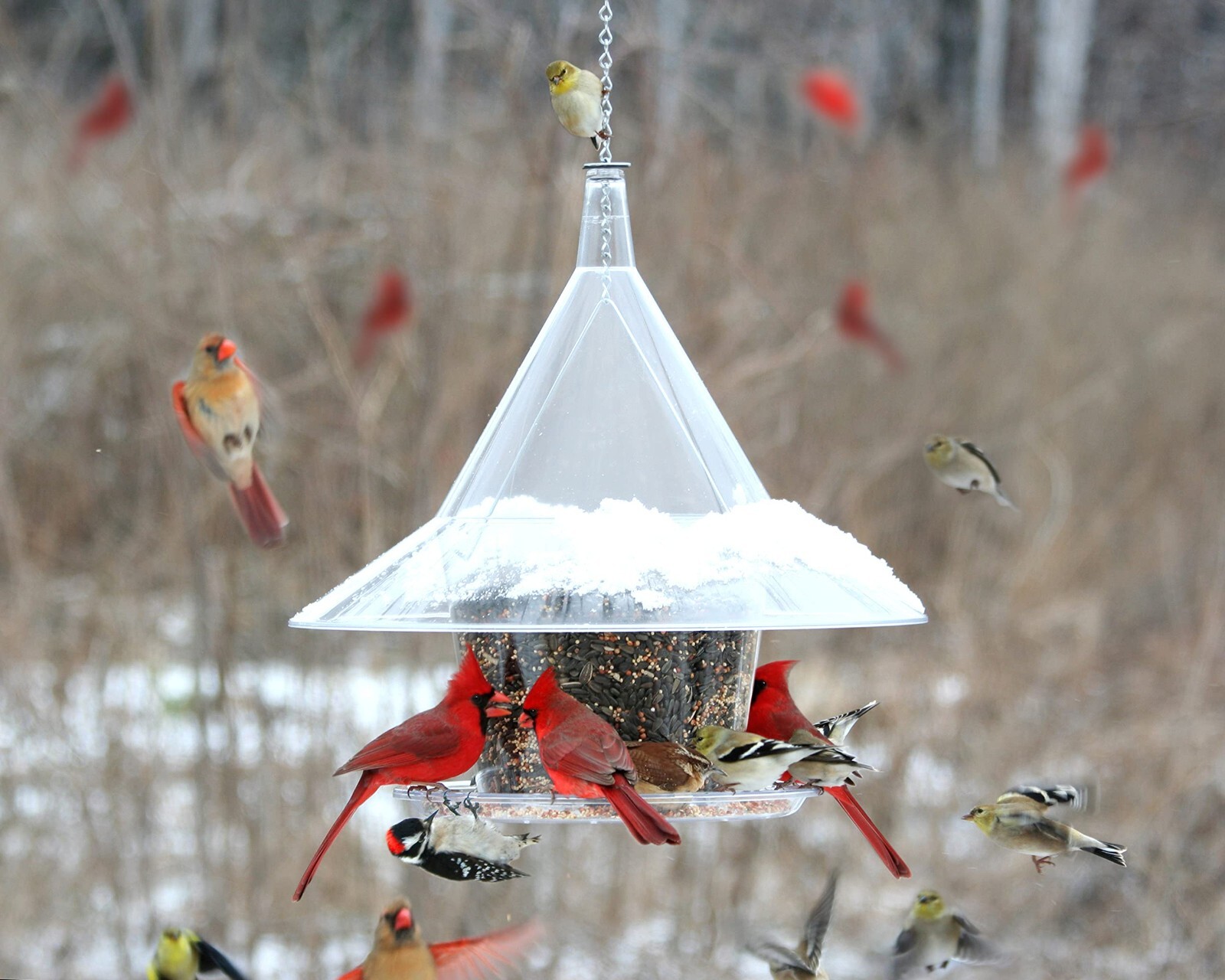 Sky Cafe Squirrel Proof Bird Feeder — Large, 17 in. Diameter gallery